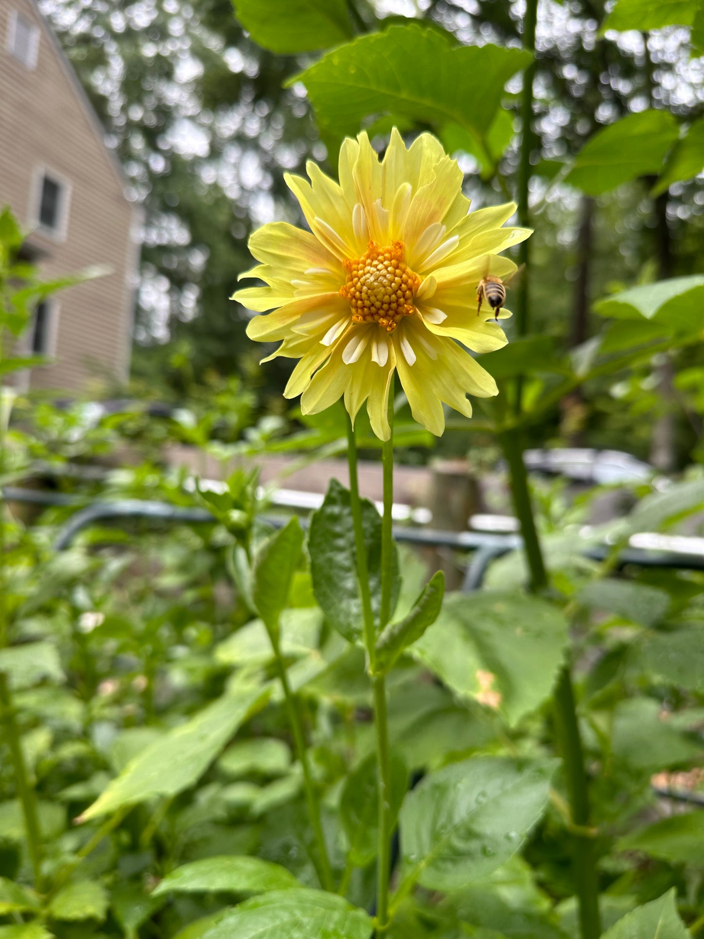 Dahlia Tuber - Mystery Yellow Open Seedling