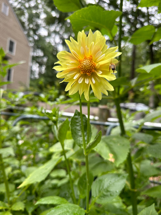 Dahlia Tuber - Mystery Yellow Open Seedling