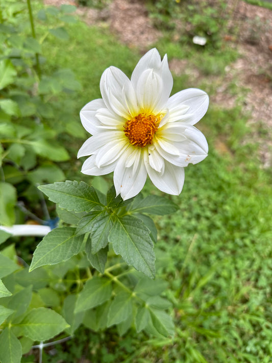 Dahlia Tuber - Mystery White Open Seedling
