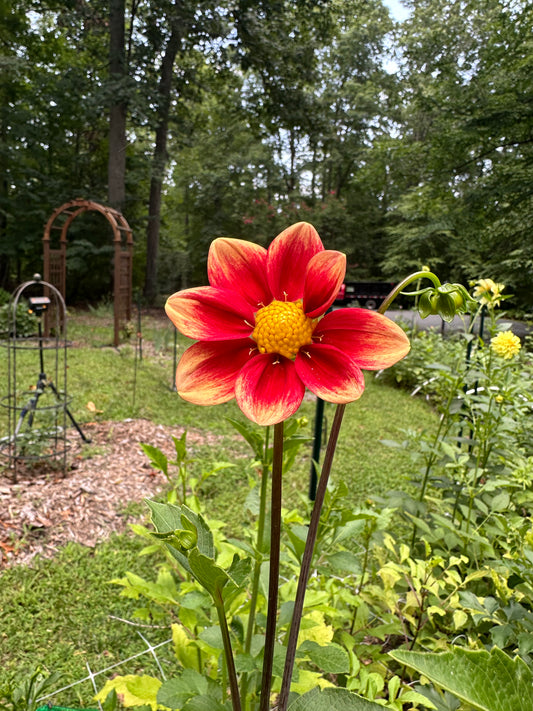 Dahlia Tuber - Mystery Red Open Seedling