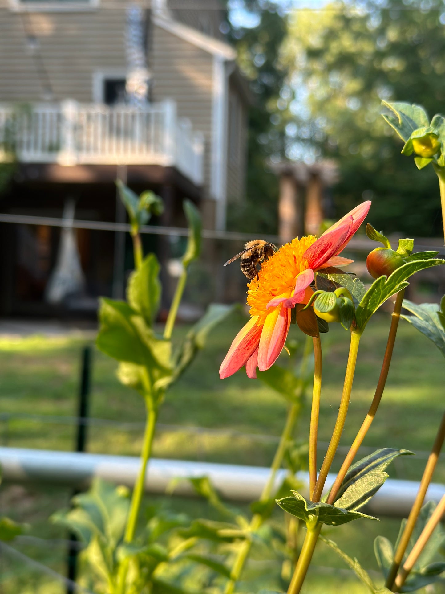 Dahlia Tuber - Bloomquist Golden