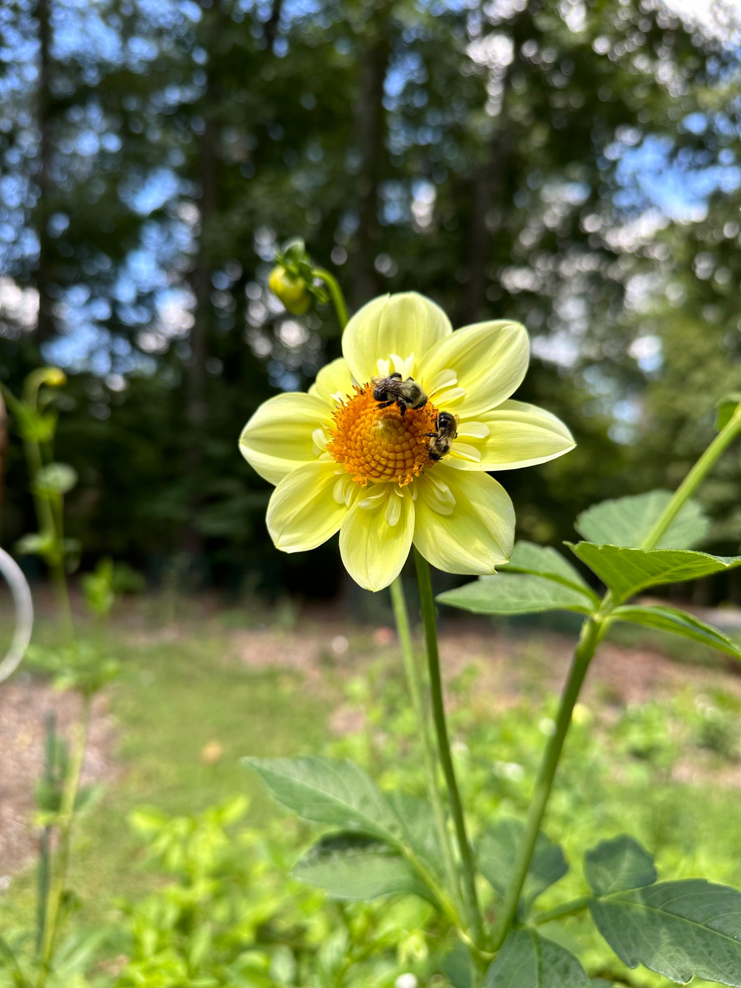 Dahlia Tuber - Mystery Yellow Open Seedling