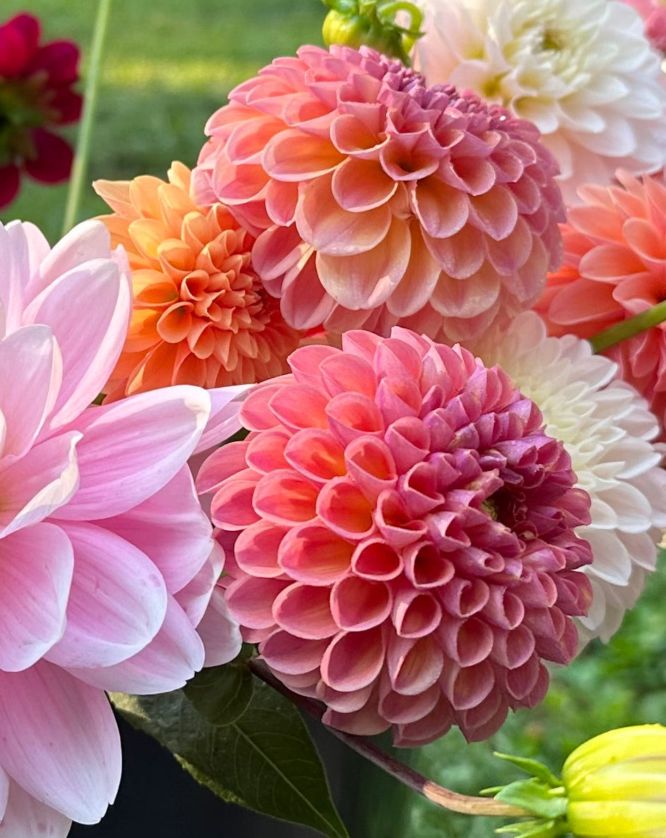 Dahlia Tuber - Caitlin's Joy