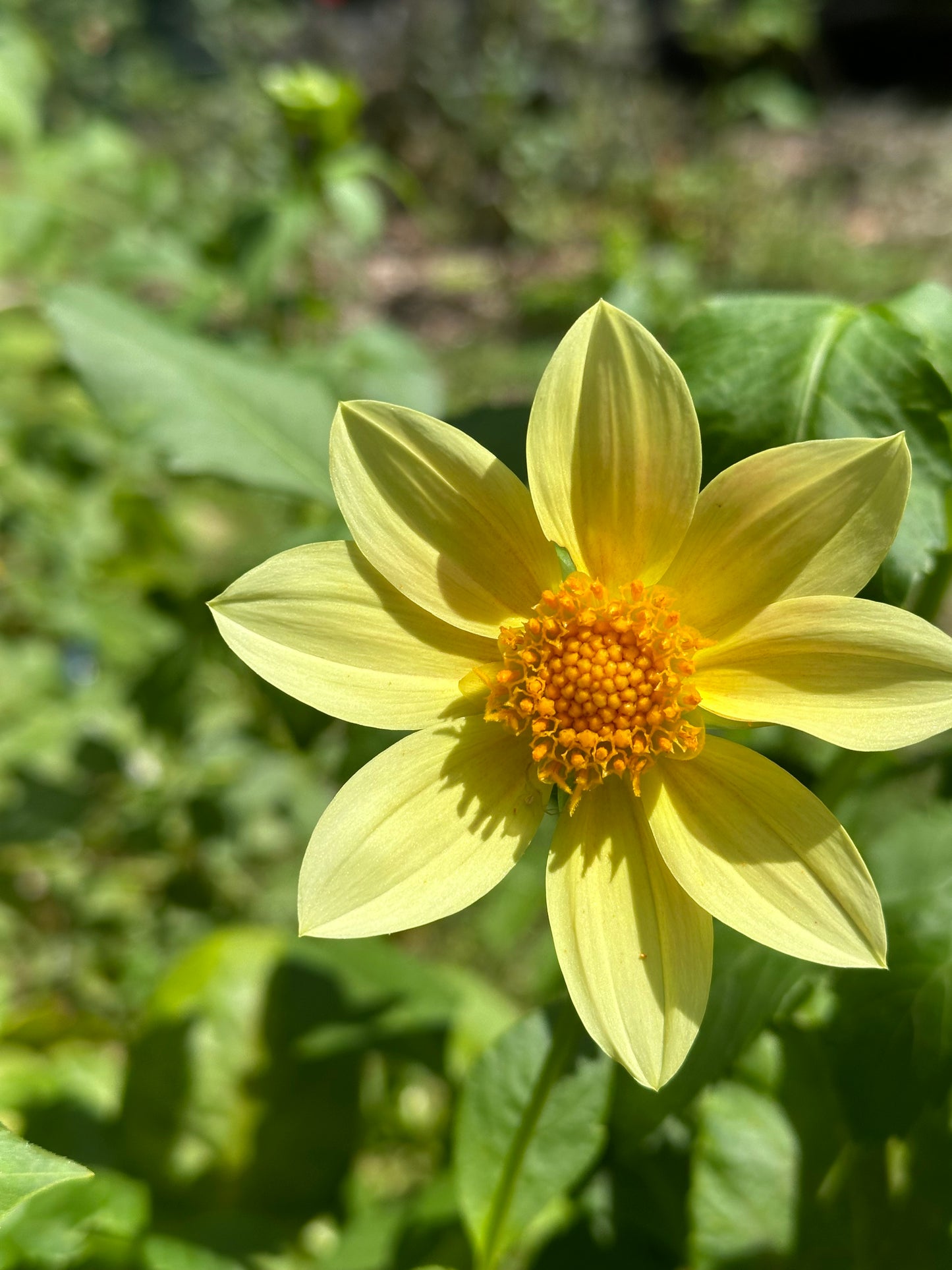 Dahlia Tuber - Mystery Yellow Open Seedling