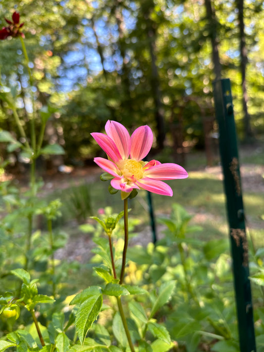 Dahlia Tuber - Mystery Pink Open Seedling
