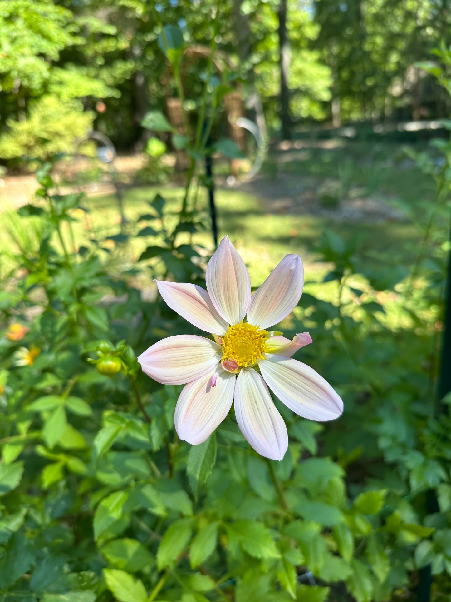 Dahlia Tuber - Mystery Pink Open Seedling