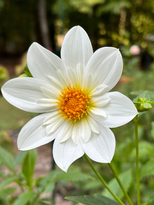 Dahlia Tuber - Alpen Cherub
