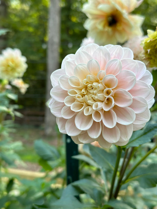 Dahlia Tuber - Sweet Nathalie