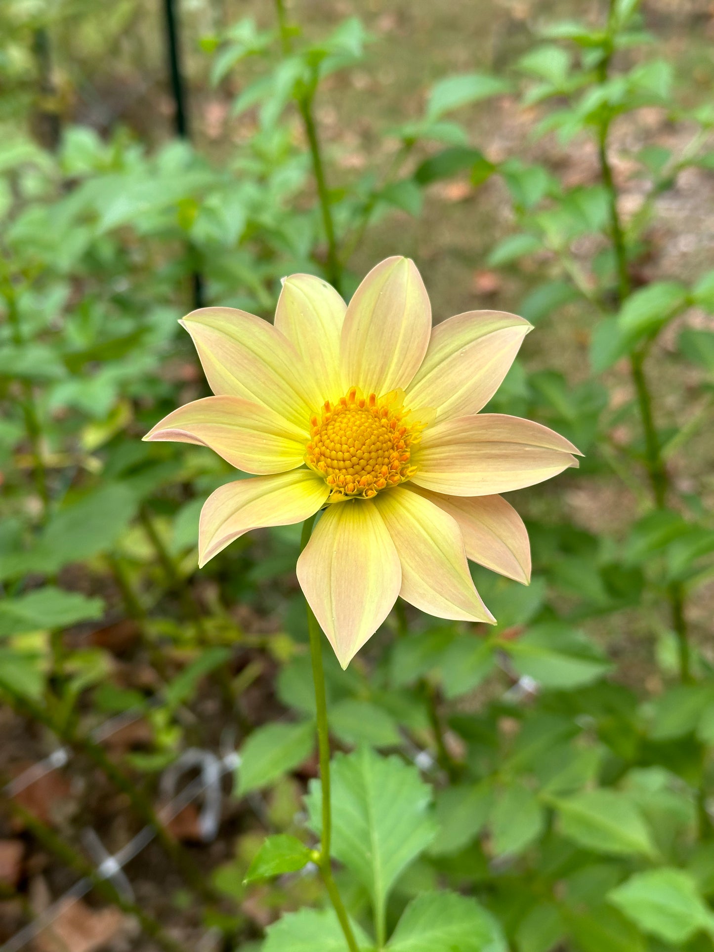 Dahlia Tuber - Mystery Yellow Open Seedling