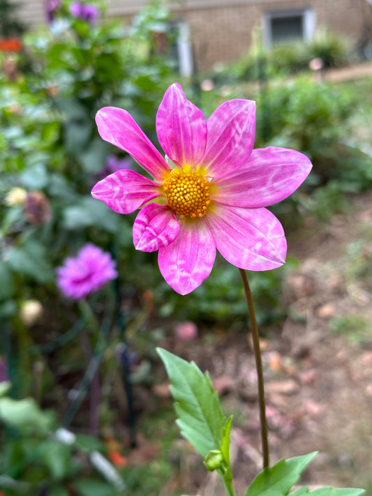 Dahlia Tuber - Mystery Purple Open Seedling