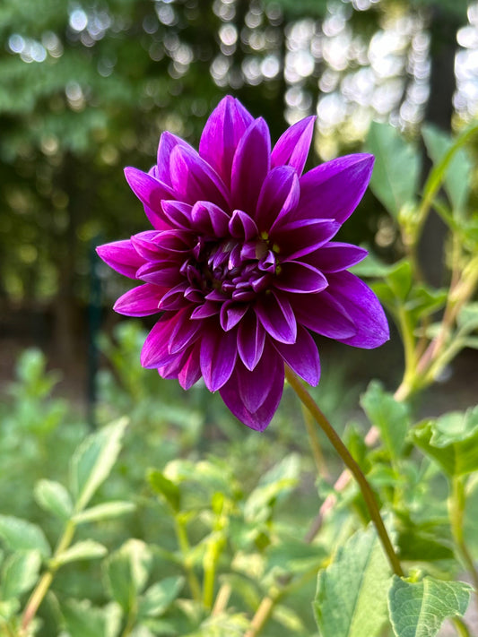Dahlia Tuber - Le Baron