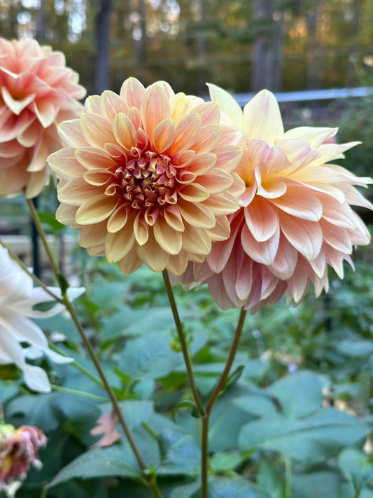 Dahlia Tuber - Miss Amara