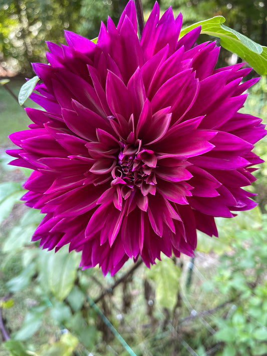 Dahlia Tuber - Mystery Magenta