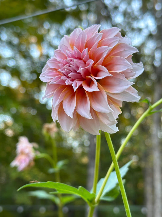Dahlia Tuber - Peaches 'n' Cream