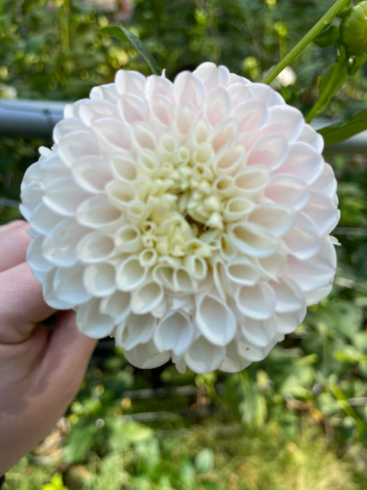 Dahlia Tuber - Pink Pearl