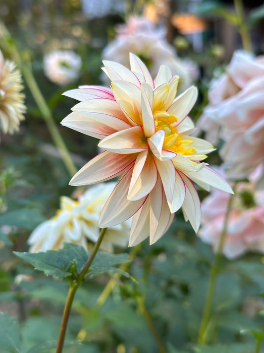 Dahlia Tuber - Polka