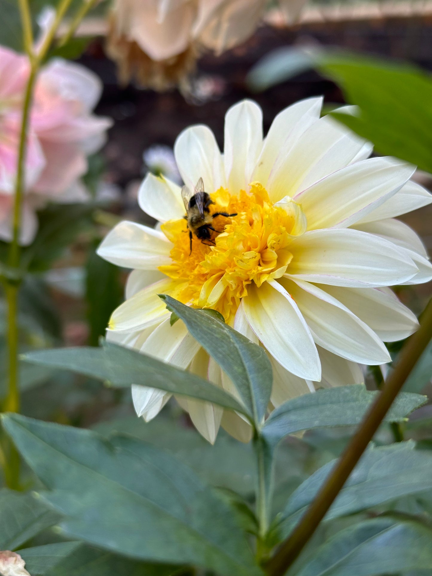 Dahlia Tuber - Polka