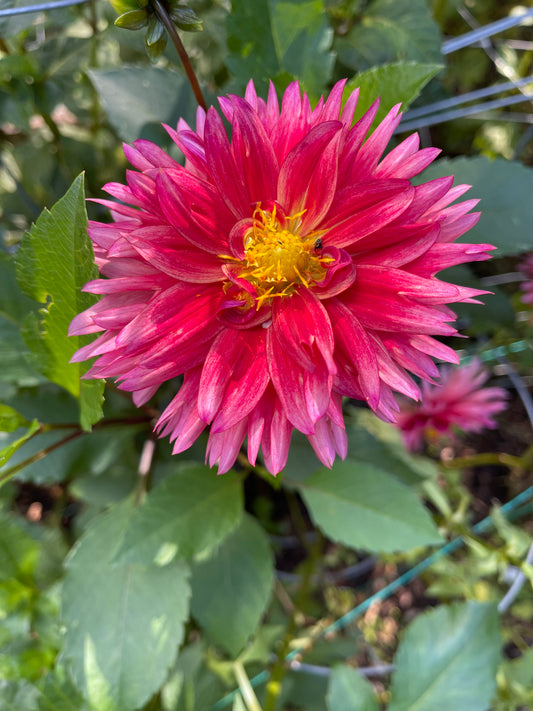 Dahlia Tuber - Sonic Bloom