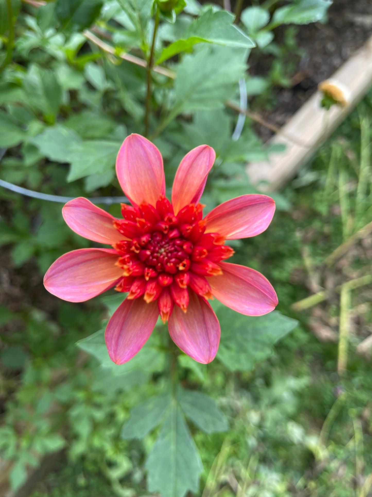 Dahlia Tuber - Totally Tangerine