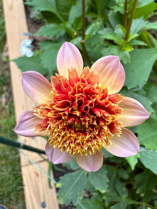 Dahlia Tuber - Totally Tangerine