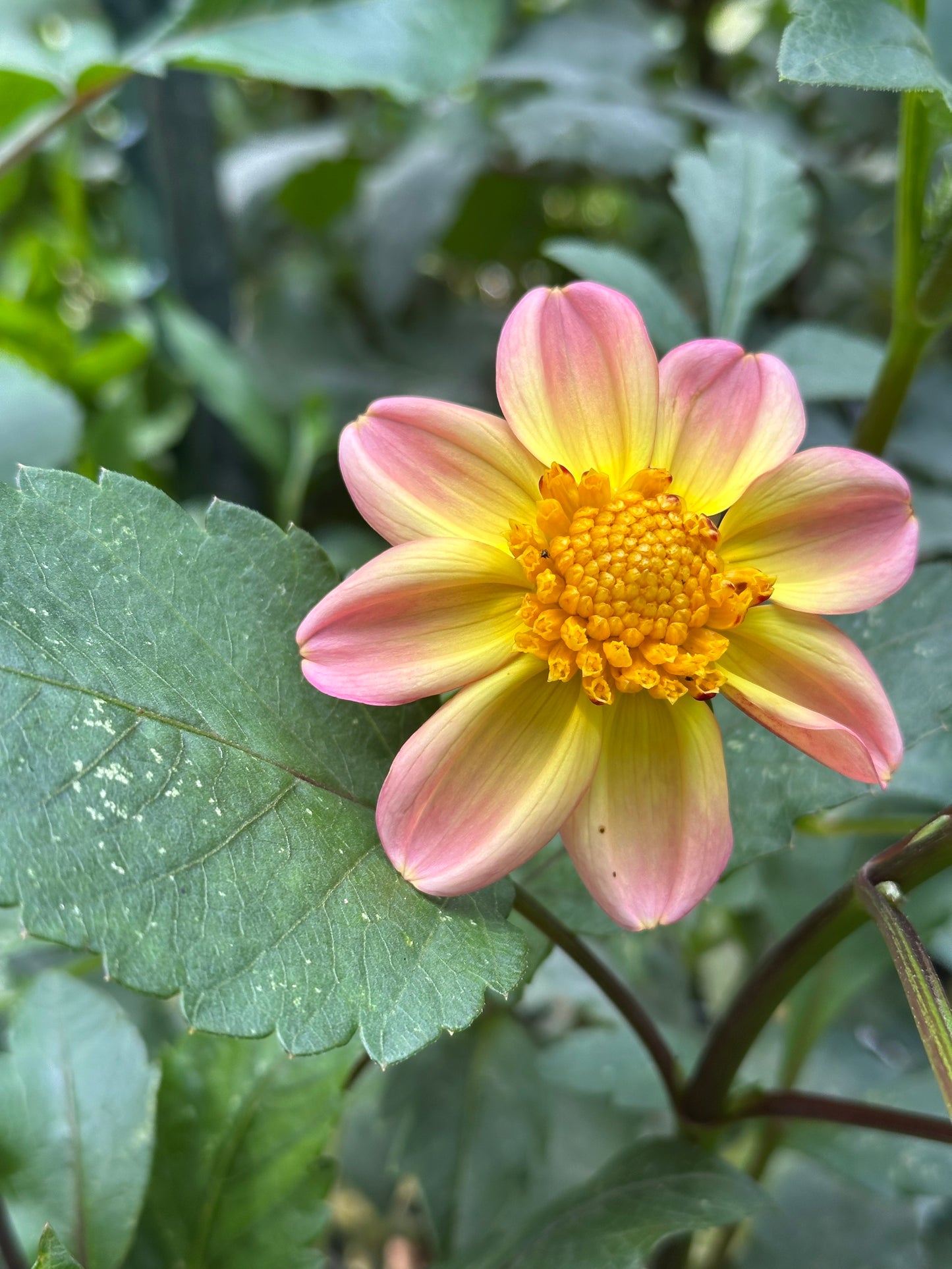 Dahlia Tuber - Bloomquist Golden
