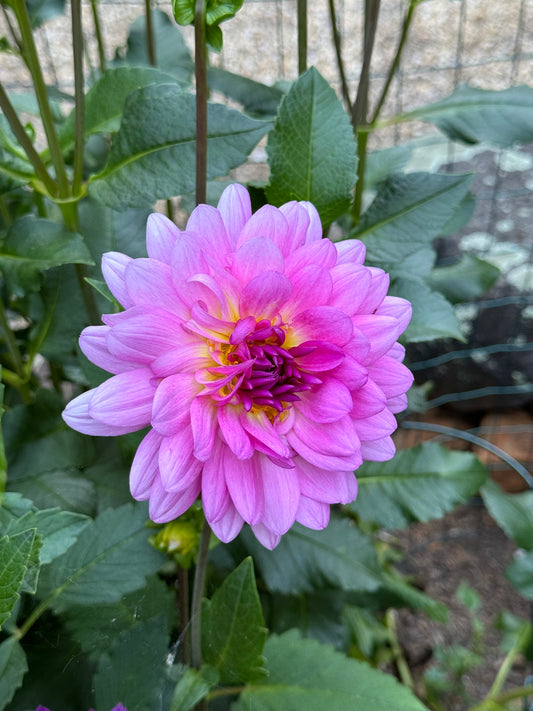 Dahlia Tuber - Rosella