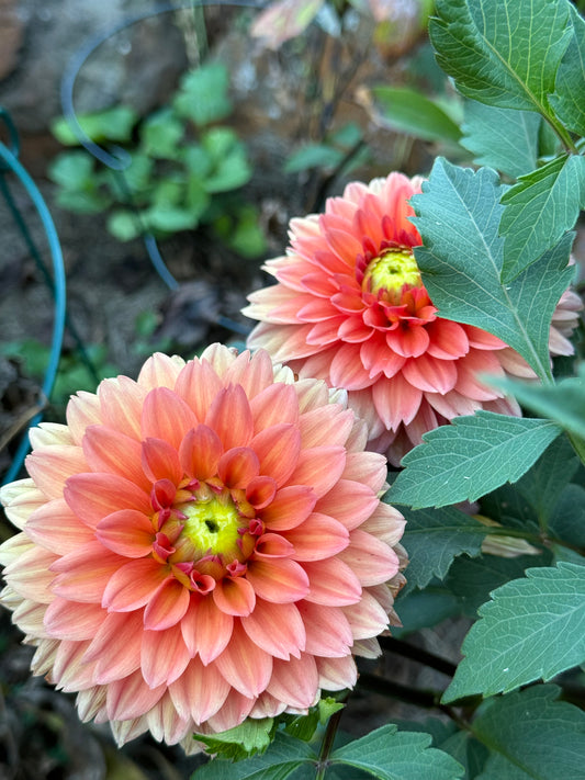 Dahlia Tuber - Summer Flame