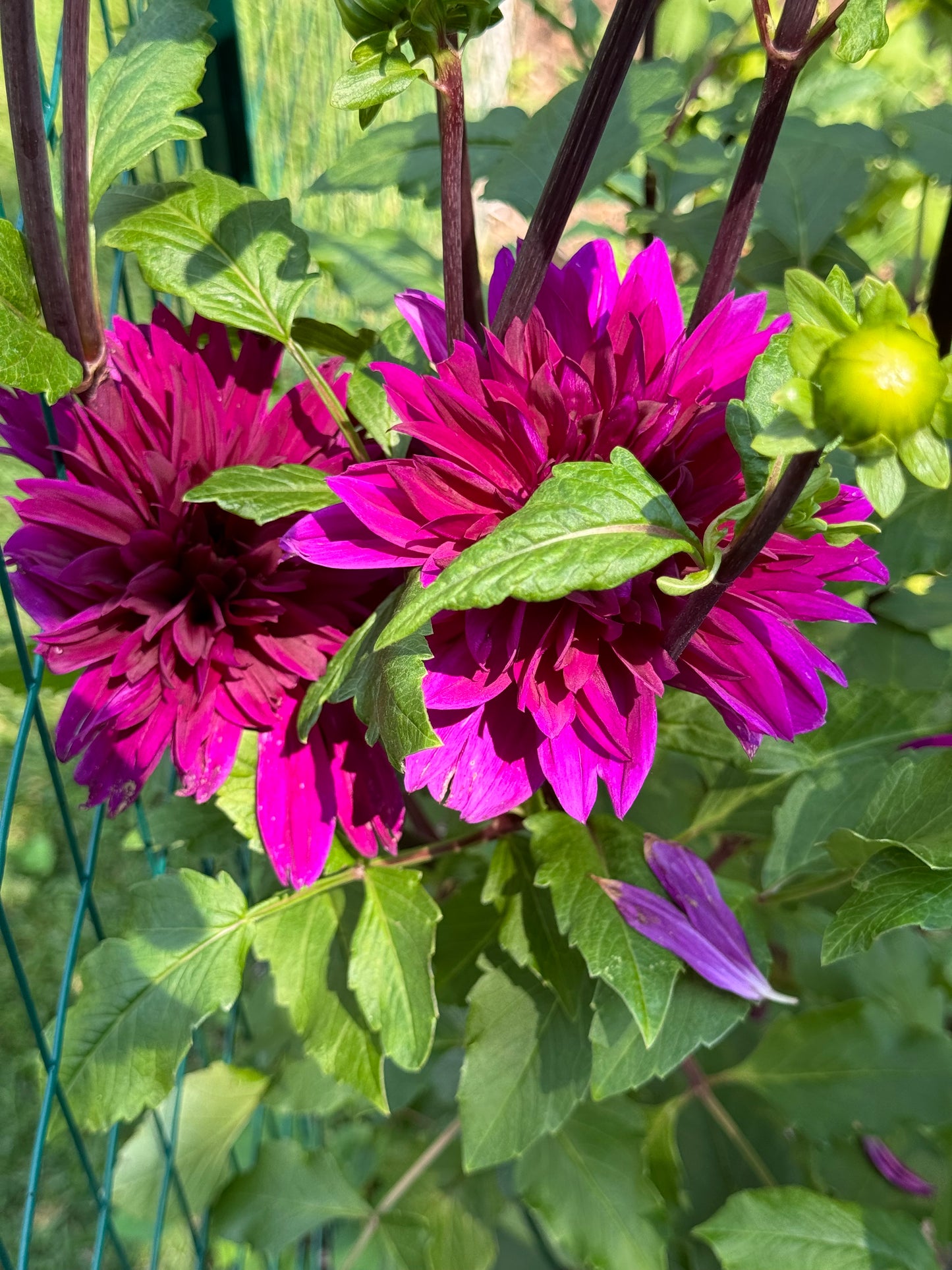 Dahlia Tuber - Thomas Edison