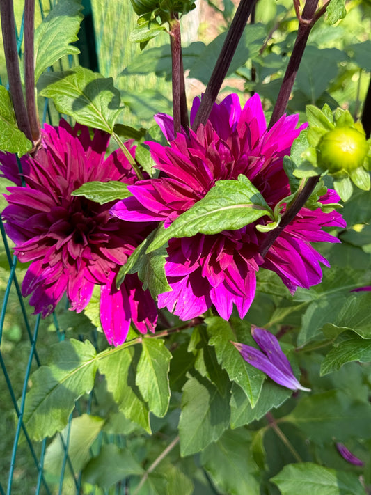 Dahlia Tuber - Thomas Edison