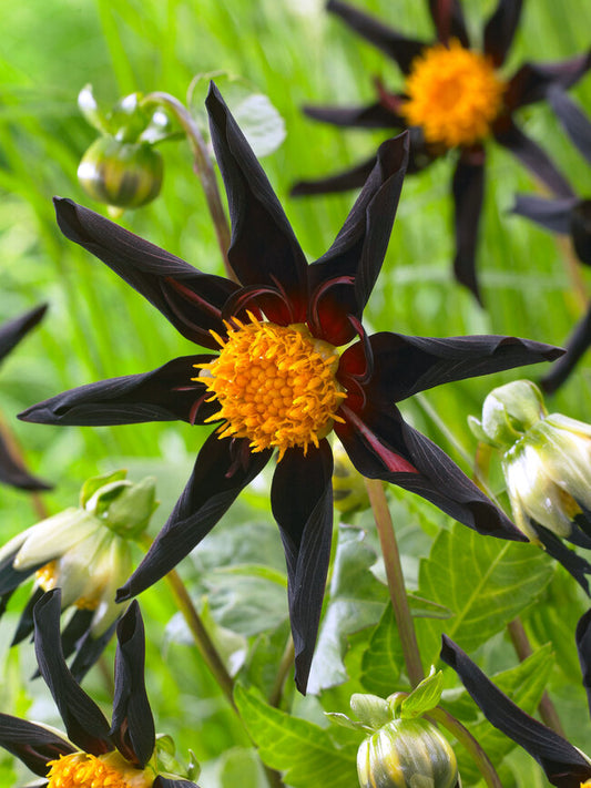 Dahlia Tuber - Veronne's Obsidian